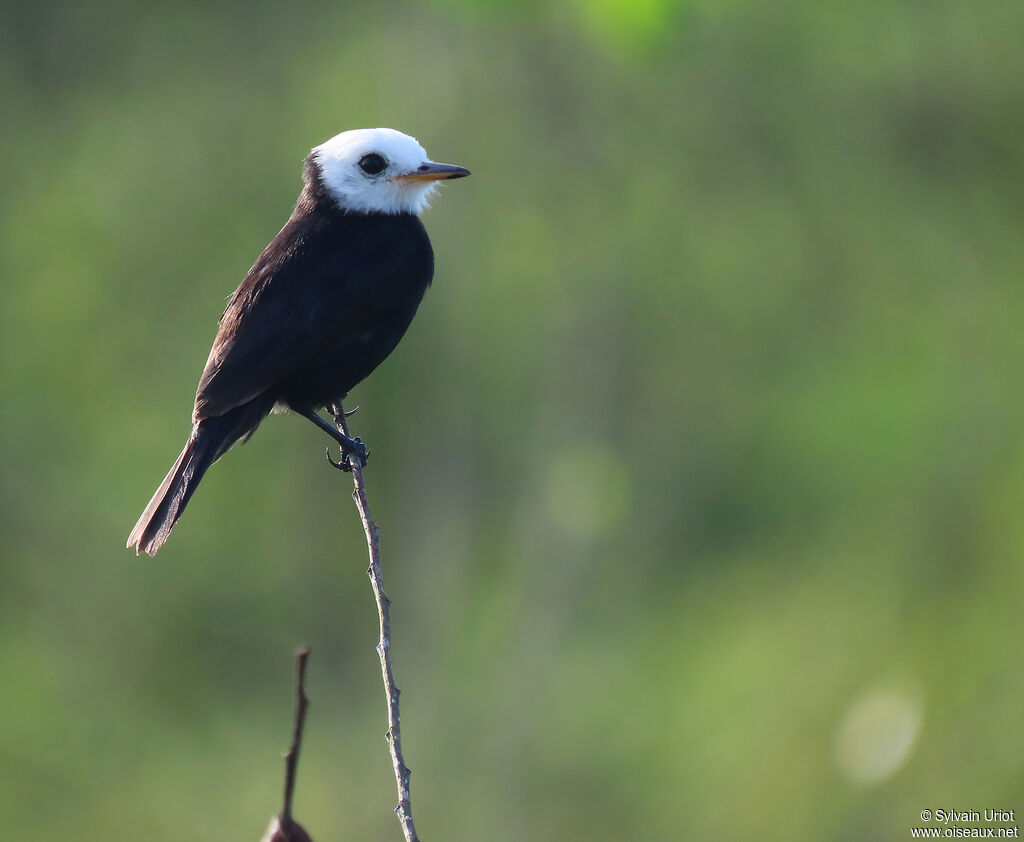 White-headed Marsh Tyrant male adult