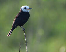 White-headed Marsh Tyrant