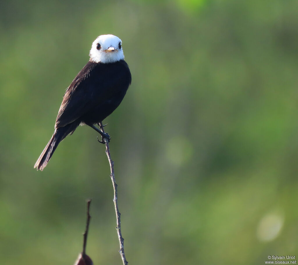 White-headed Marsh Tyrant male adult