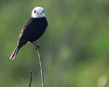 White-headed Marsh Tyrant