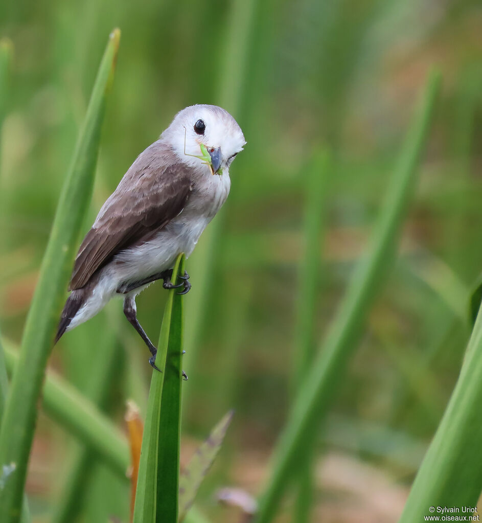 White-headed Marsh Tyrant female adult