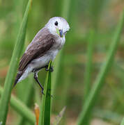 White-headed Marsh Tyrant