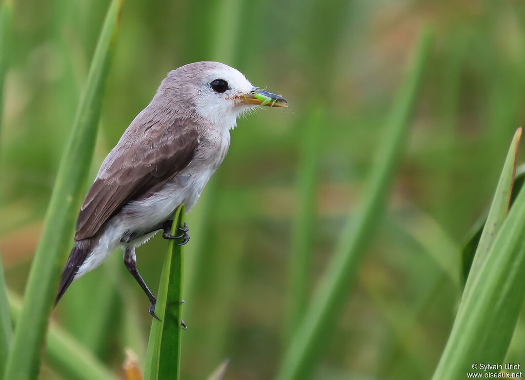 White-headed Marsh Tyrant female adult