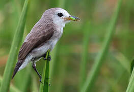 White-headed Marsh Tyrant