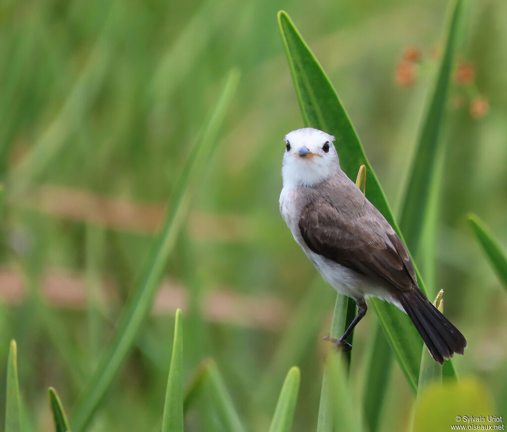 White-headed Marsh Tyrant female adult