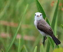 White-headed Marsh Tyrant