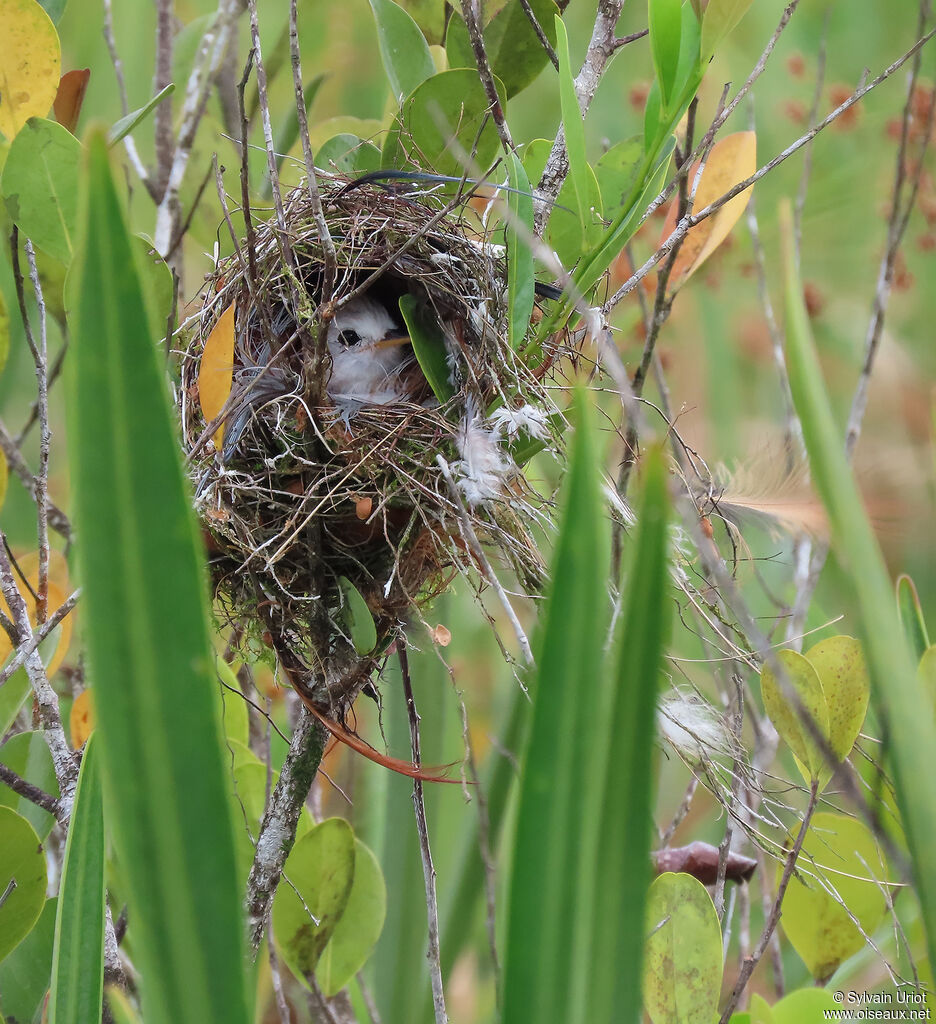 White-headed Marsh Tyrant female adult, Reproduction-nesting