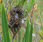 White-headed Marsh Tyrant