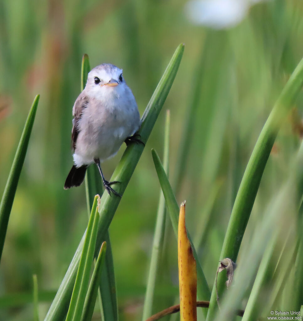 White-headed Marsh Tyrant female adult