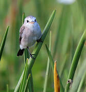 White-headed Marsh Tyrant