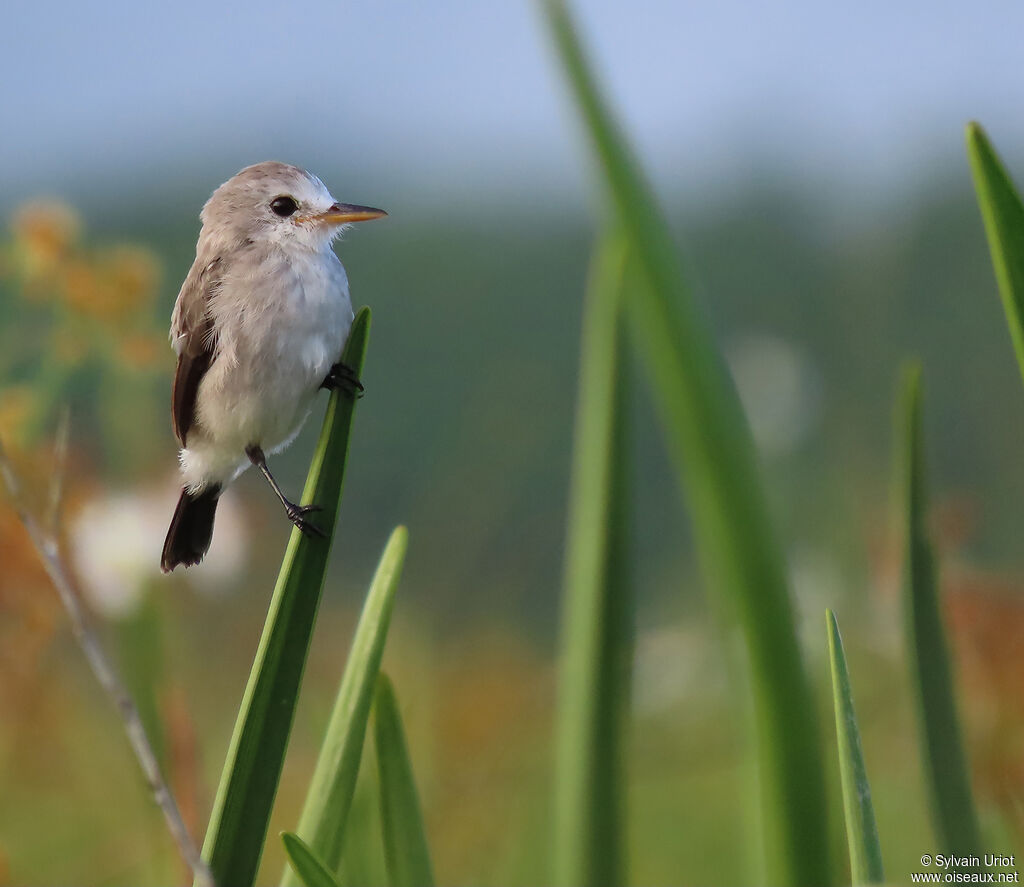 White-headed Marsh Tyrant female adult