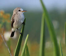 White-headed Marsh Tyrant