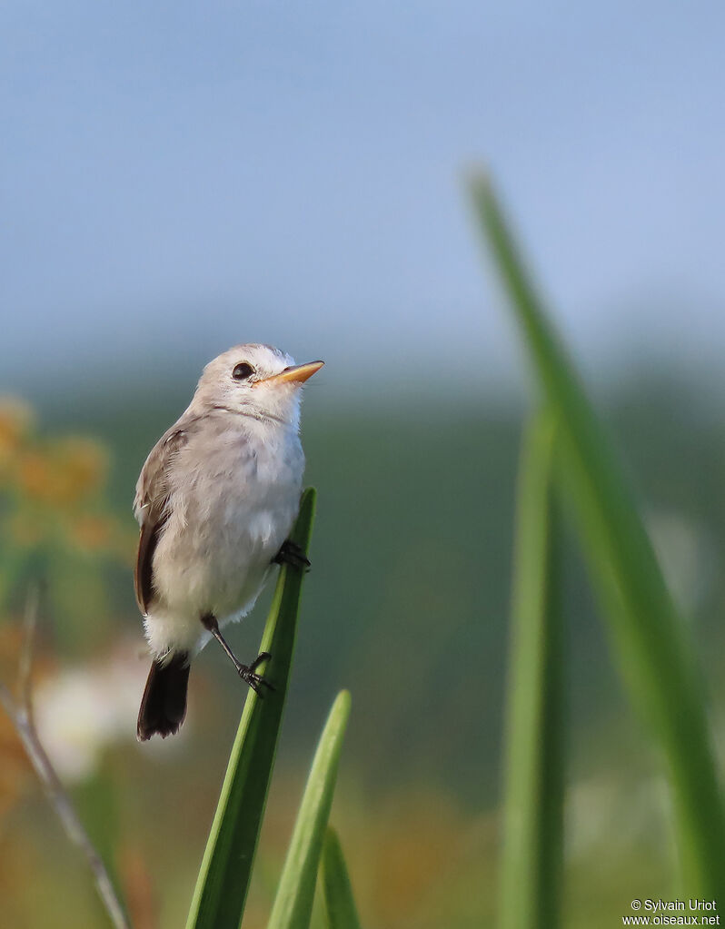 White-headed Marsh Tyrant female adult