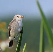 White-headed Marsh Tyrant