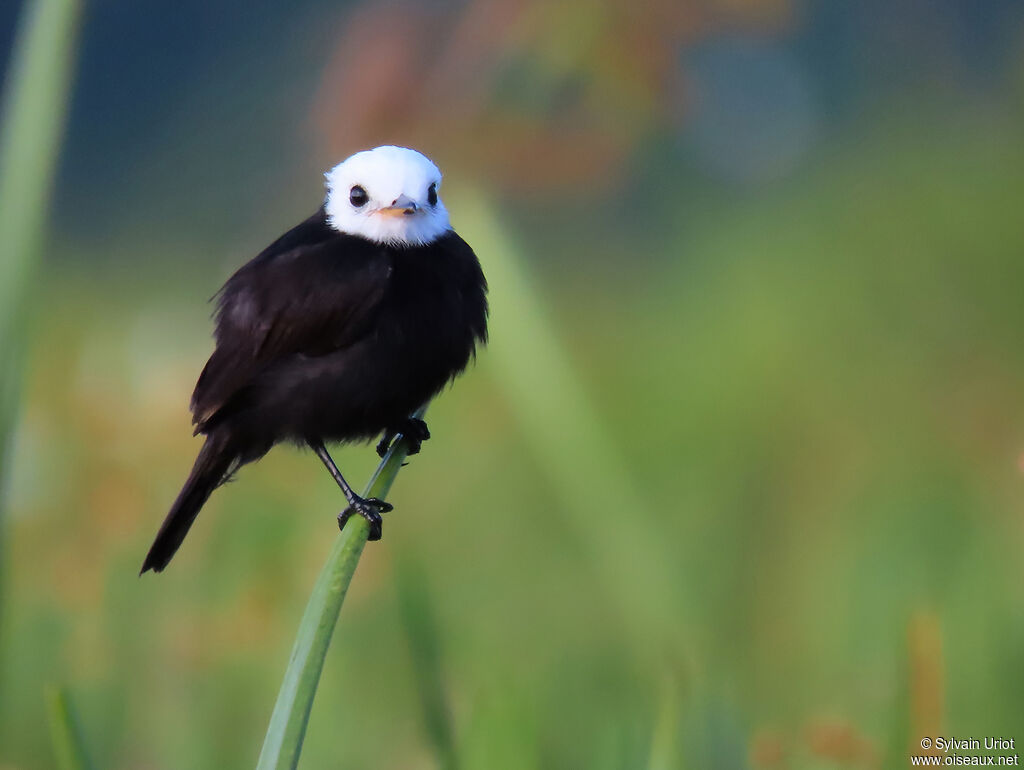 White-headed Marsh Tyrant male adult