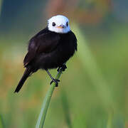 White-headed Marsh Tyrant