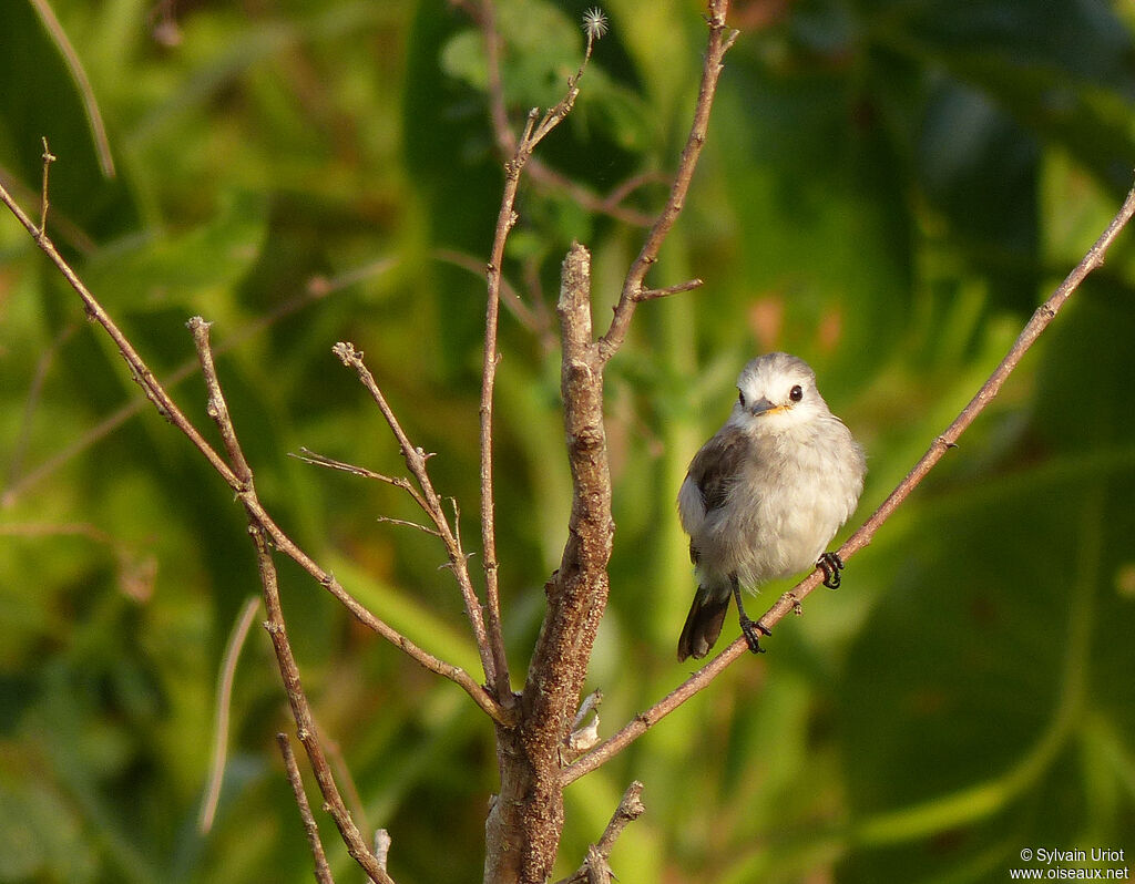 White-headed Marsh Tyrant female adult