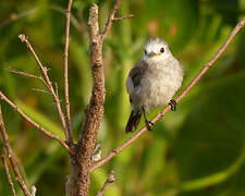 White-headed Marsh Tyrant