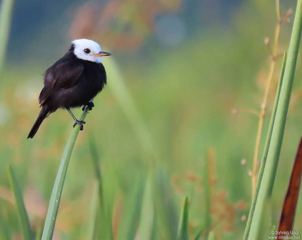 White-headed Marsh Tyrant male adult