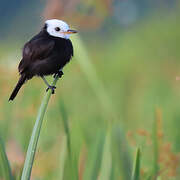 White-headed Marsh Tyrant