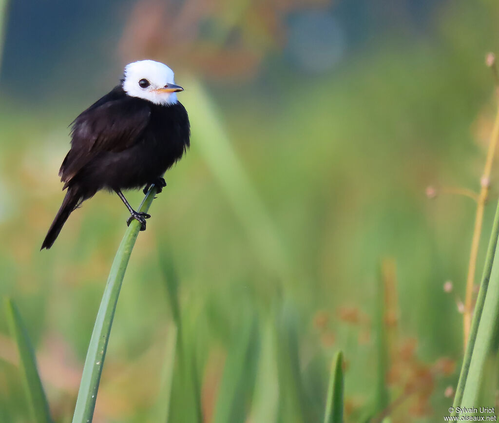 White-headed Marsh Tyrant male adult