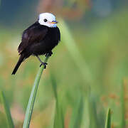 White-headed Marsh Tyrant