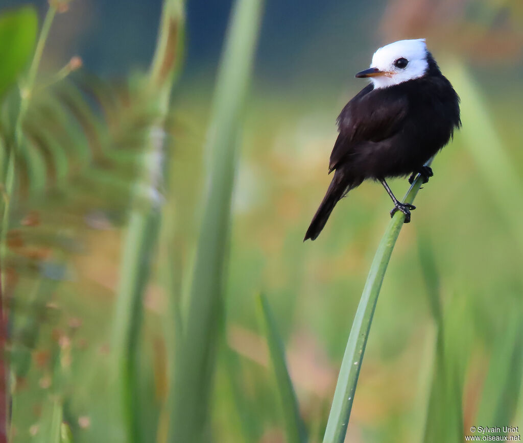 White-headed Marsh Tyrant male adult