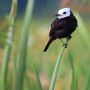 White-headed Marsh Tyrant