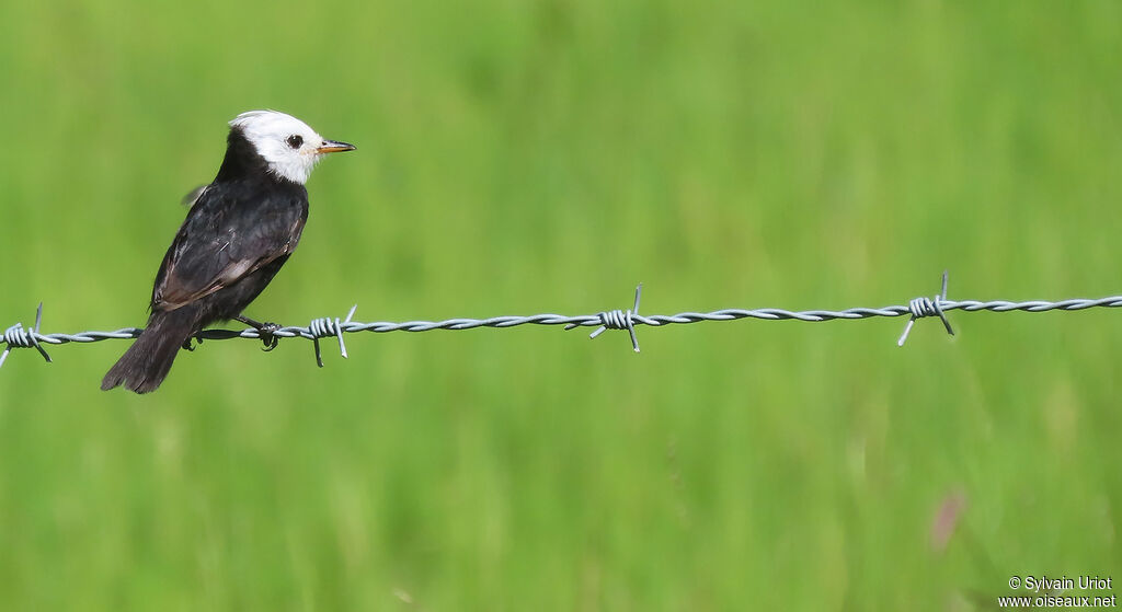 White-headed Marsh Tyrant male adult