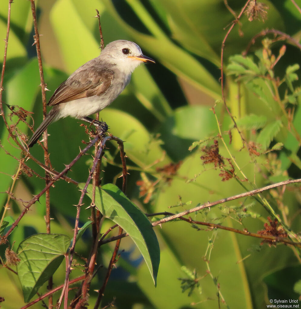 White-headed Marsh Tyrant female adult