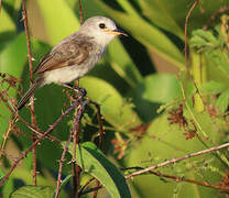 White-headed Marsh Tyrant