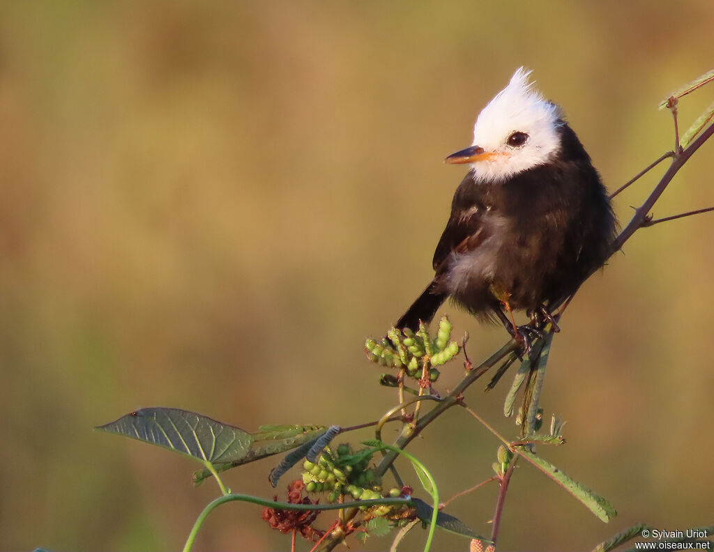 White-headed Marsh Tyrant male adult