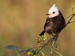 White-headed Marsh Tyrant