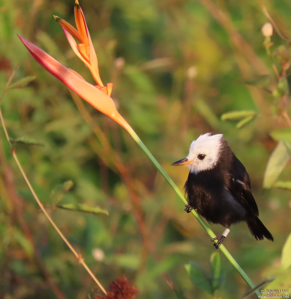 White-headed Marsh Tyrant male adult