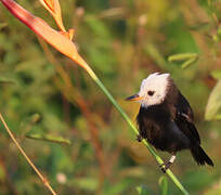 White-headed Marsh Tyrant