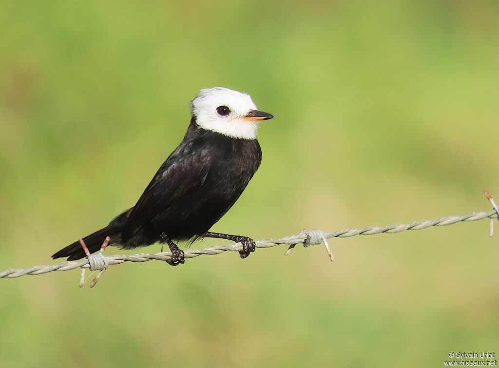 Moucherolle à tête blanche mâle adulte