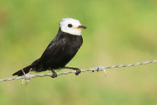 Moucherolle à tête blanche