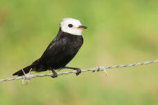 Moucherolle à tête blanche