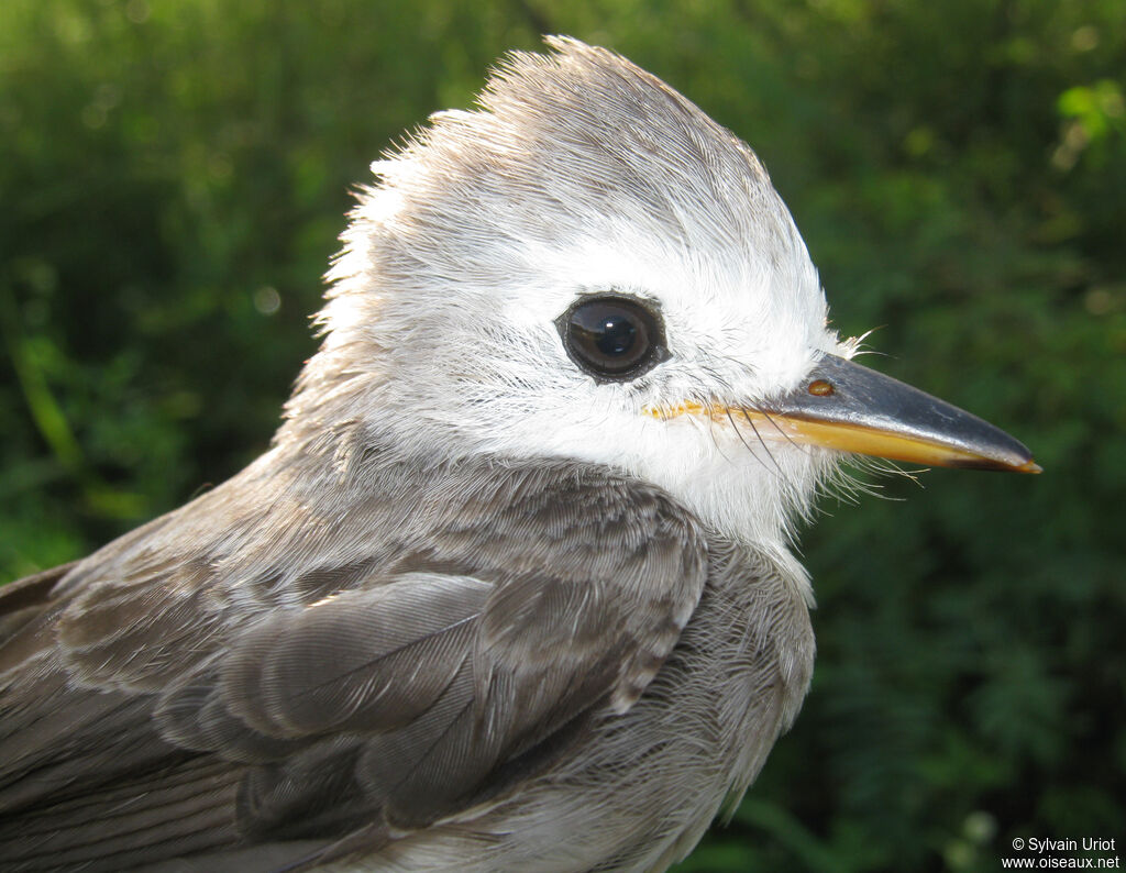 White-headed Marsh Tyrant female adult