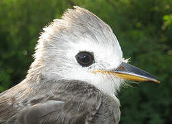 White-headed Marsh Tyrant