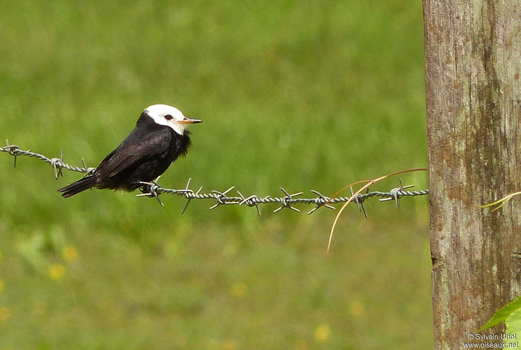 White-headed Marsh Tyrant male adult