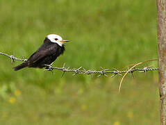 White-headed Marsh Tyrant