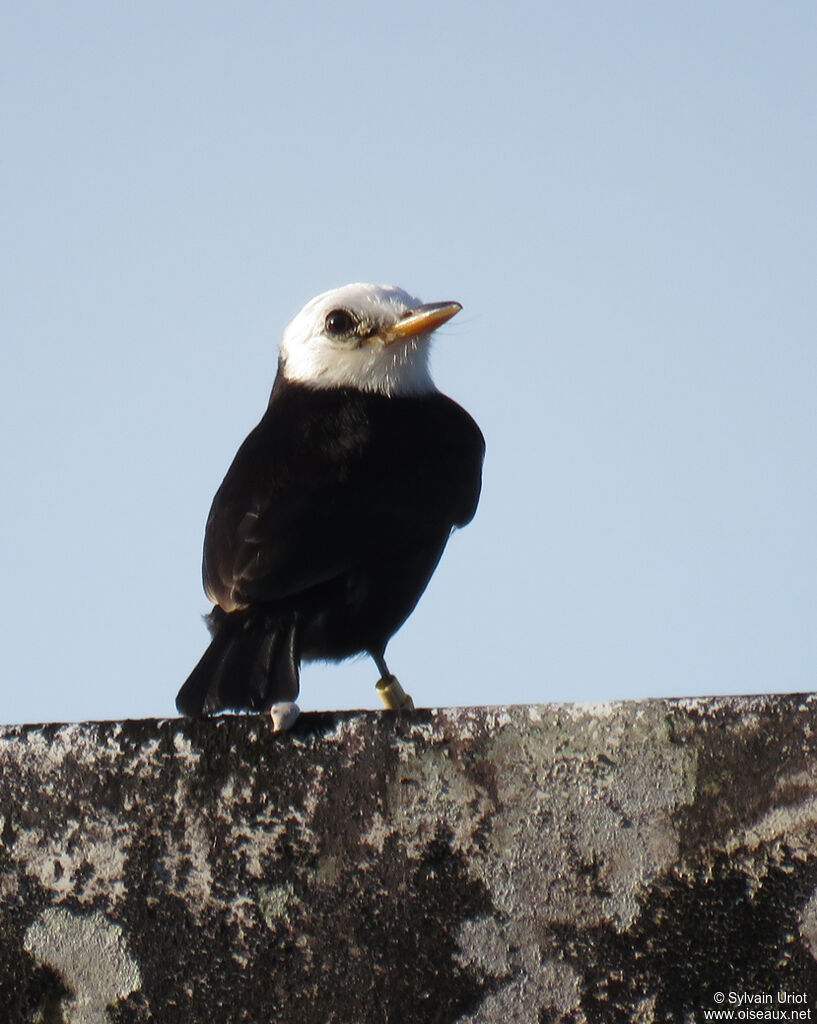 White-headed Marsh Tyrant male adult