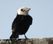 White-headed Marsh Tyrant