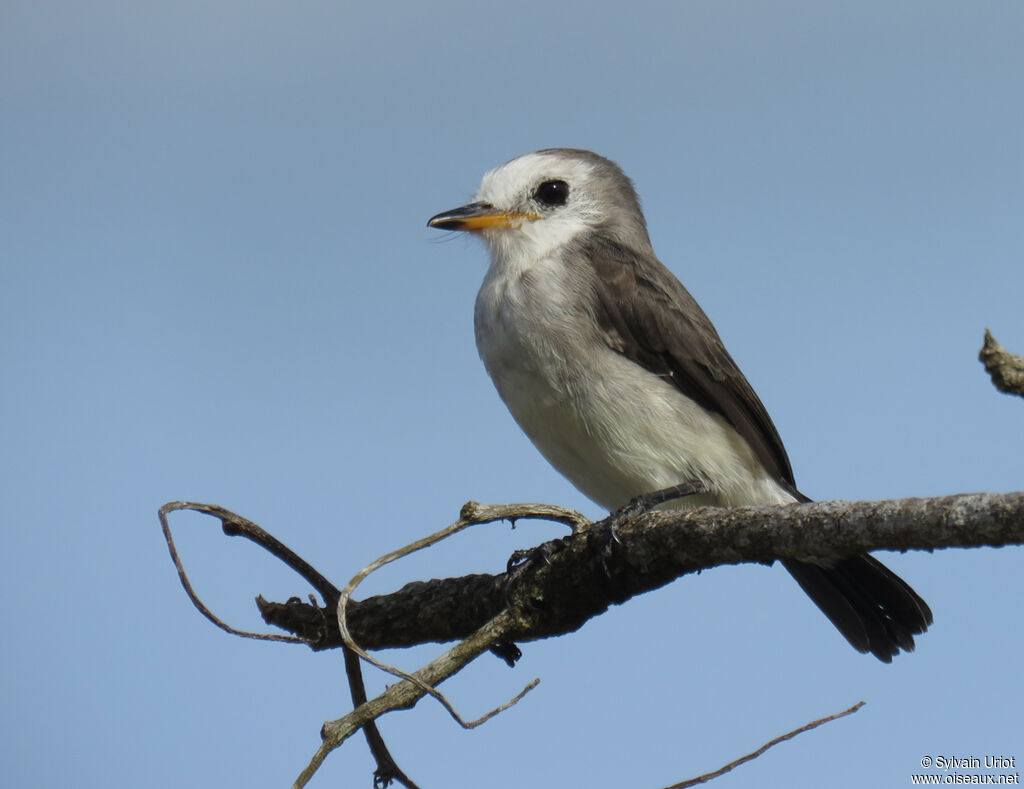 White-headed Marsh Tyrant female adult