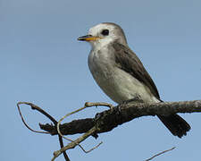 White-headed Marsh Tyrant