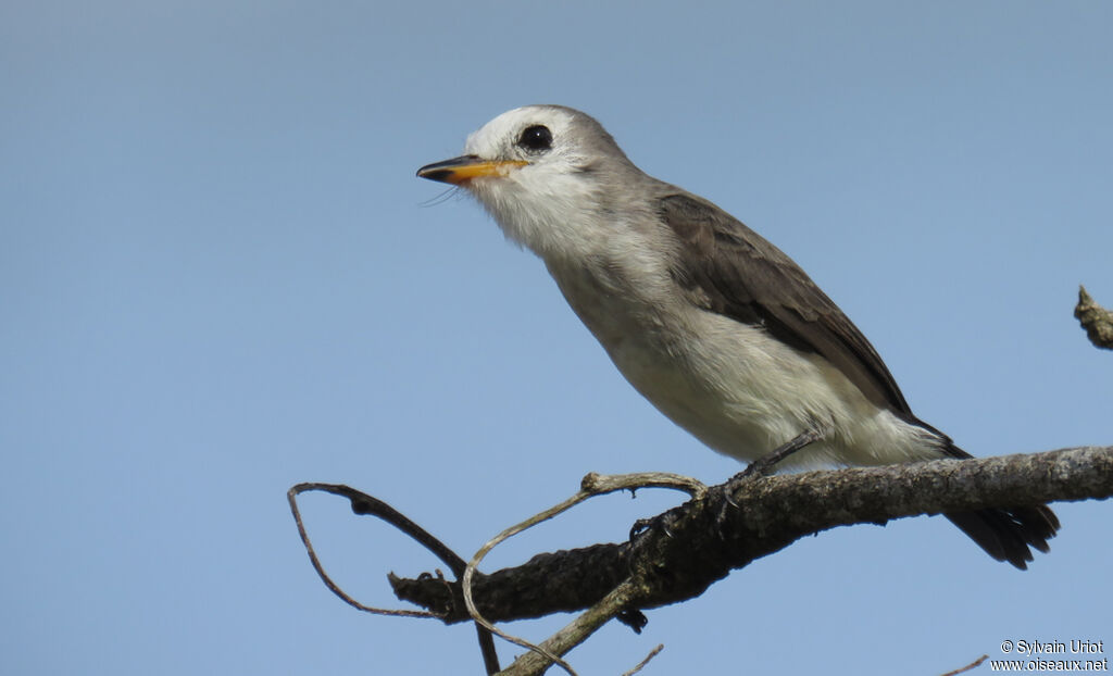 White-headed Marsh Tyrant female adult