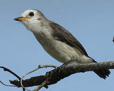 White-headed Marsh Tyrant