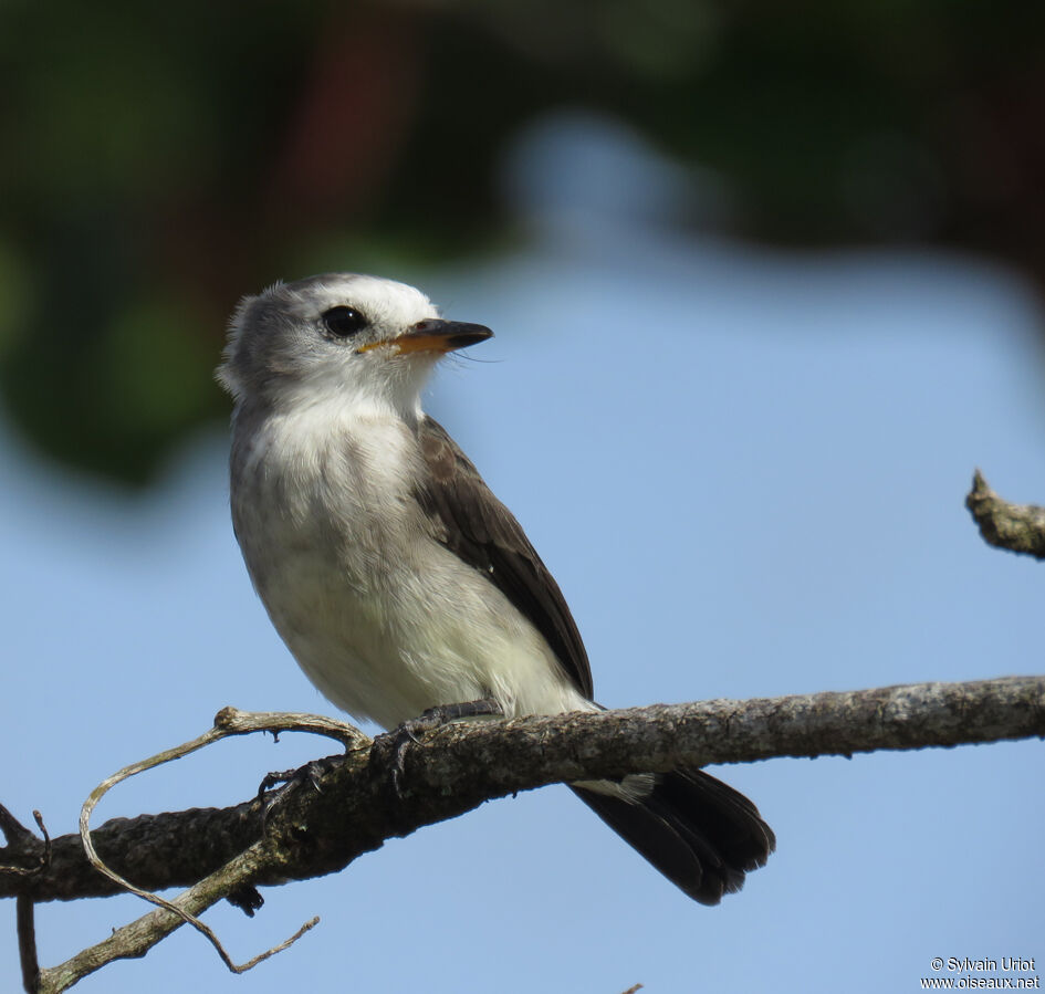 White-headed Marsh Tyrant female adult