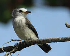 White-headed Marsh Tyrant